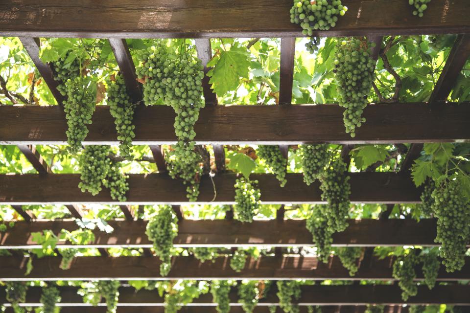 Η κληματαριά